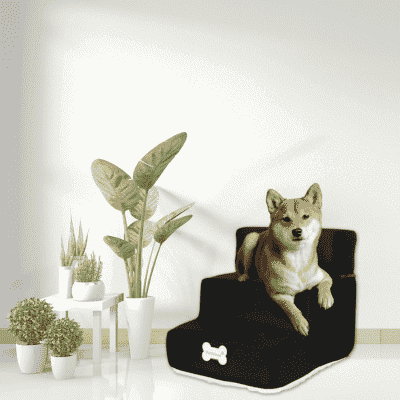  Analyzing image    rampe-pour-chien-noire