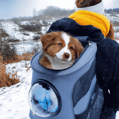 sac-à-dos-pour-chien-pour-la-randonnée