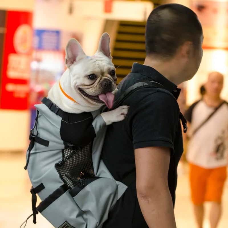 sac à dos pour chiens BagDog sécuritaire