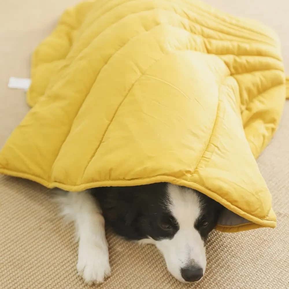 tapis-rafraichissant-chien-moelleux