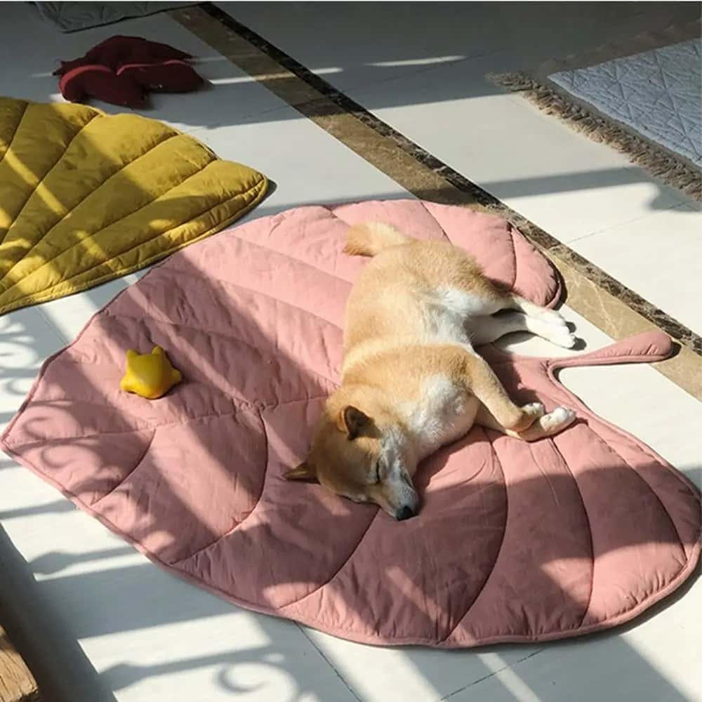 tapis-rafraichissant-chien