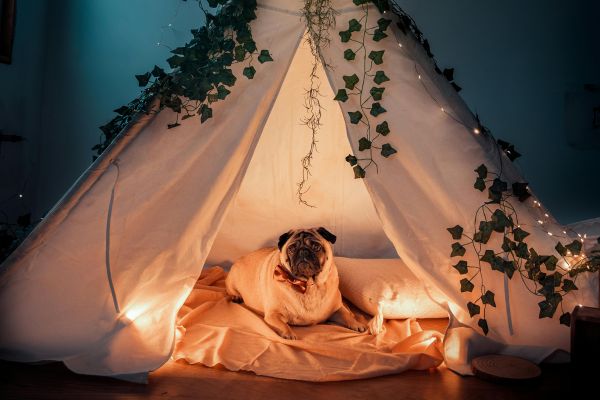 tente pour chien